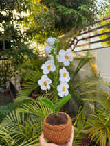 'Daybreak' Crochet Daisy Pot