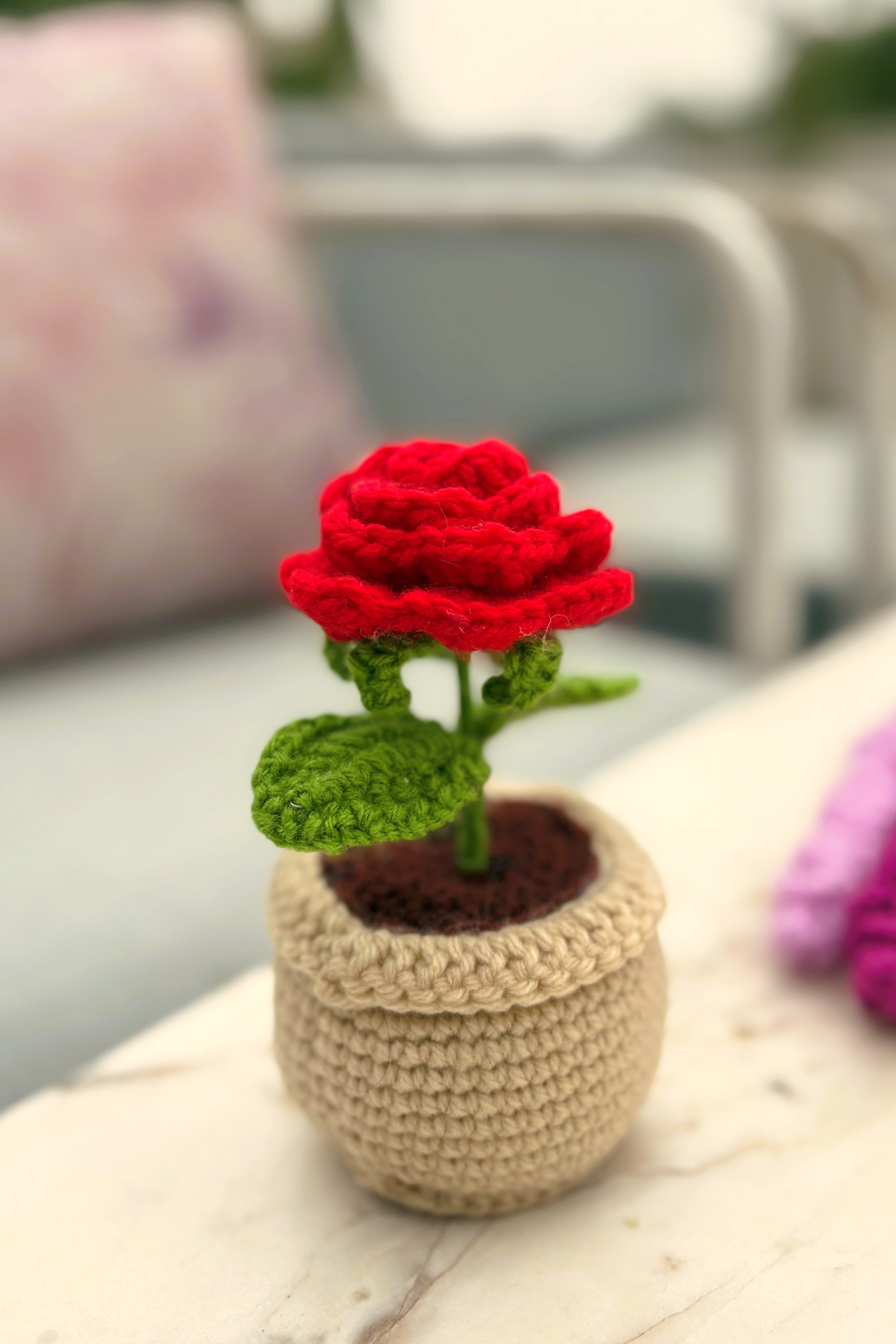 blooming red rose with woolen pot 